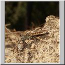 Philonicus albiceps - Sand-Raubfliege w03 18mm mit Fliege.jpg